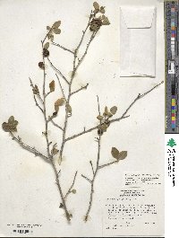 Ilex ambigua image