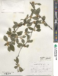 Ilex ambigua image