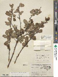 Ilex ambigua image