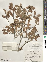 Ilex ambigua image