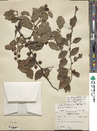 Ilex ambigua image