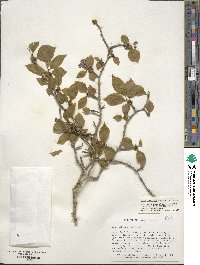 Ilex ambigua image