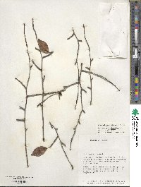 Ilex ambigua image