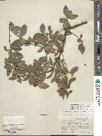 Ilex ambigua image