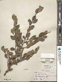 Ilex ambigua image