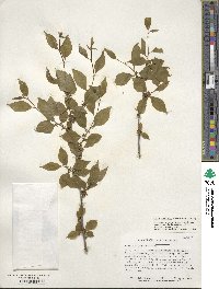 Ilex ambigua image