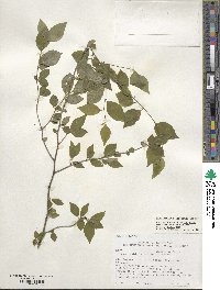 Ilex ambigua image