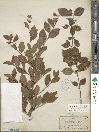 Ilex ambigua image