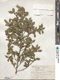 Ilex ambigua image