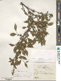 Ilex ambigua image