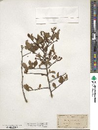 Ilex ambigua image