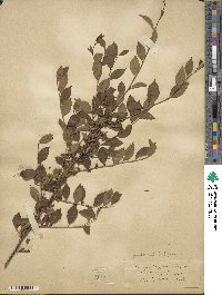 Ilex ambigua image