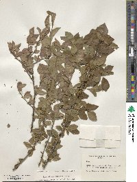 Ilex ambigua image