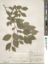 Ilex ambigua image