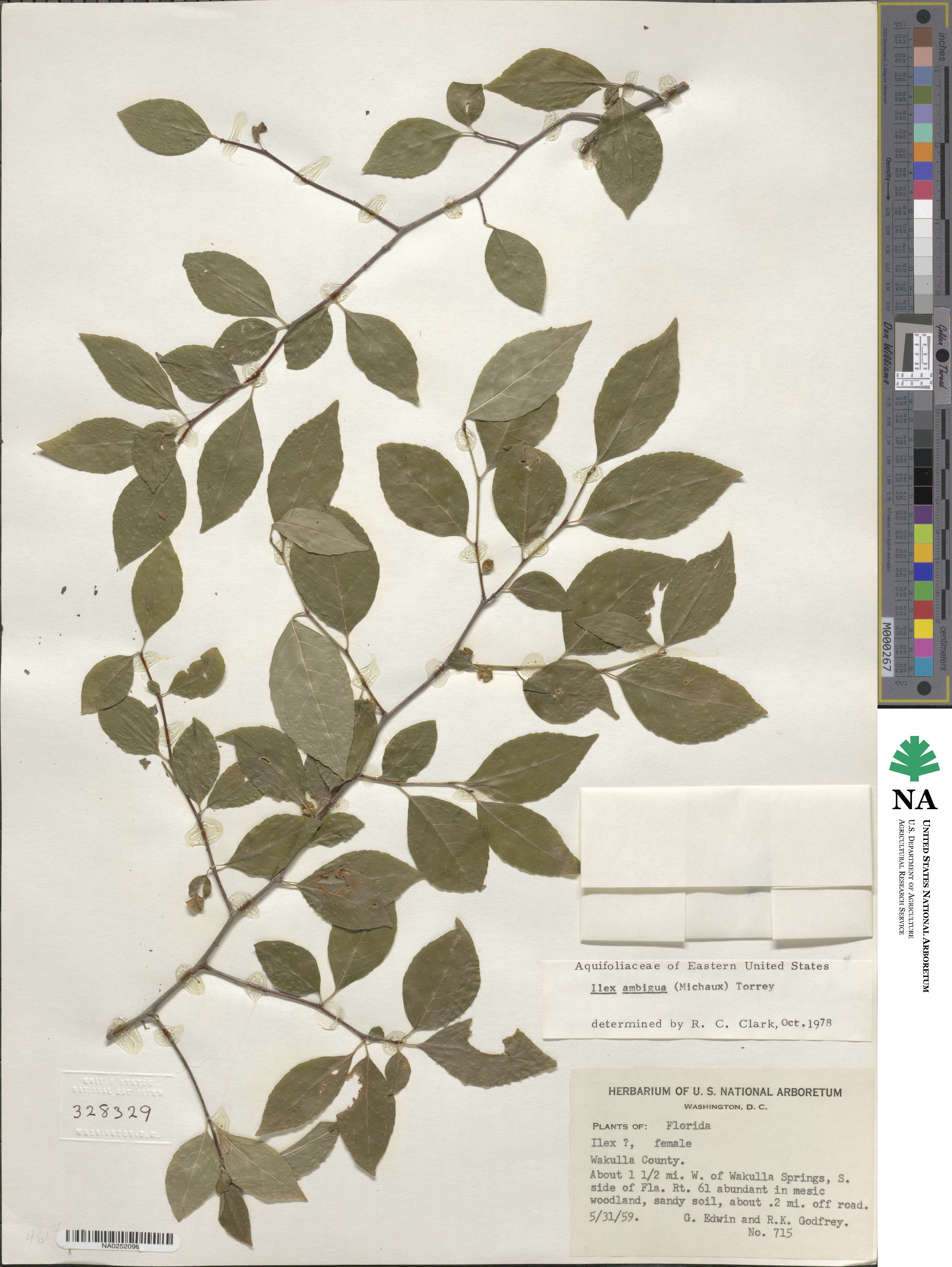 Ilex ambigua image