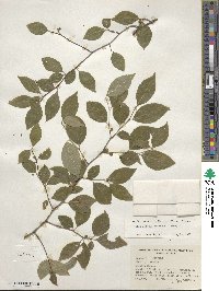 Ilex ambigua image