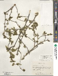 Ilex ambigua image