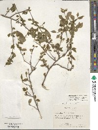 Ilex ambigua image