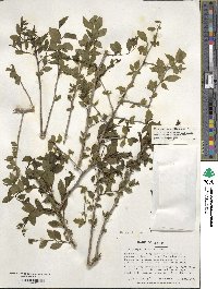 Ilex ambigua image