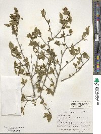 Ilex ambigua image