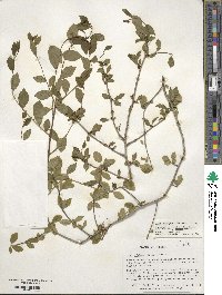 Ilex ambigua image