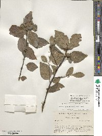 Ilex ambigua image