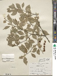 Ilex ambigua image