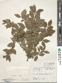 Ilex ambigua image