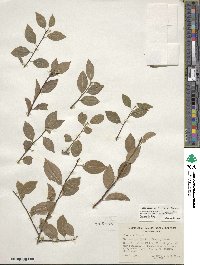 Ilex ambigua image