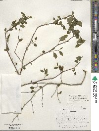 Ilex ambigua image