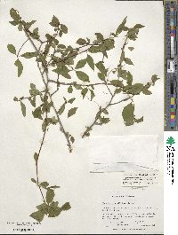 Ilex ambigua image