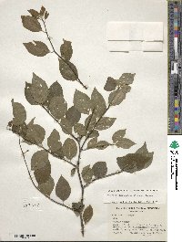 Ilex ambigua image