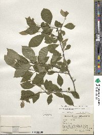 Ilex ambigua image