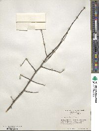 Ilex ambigua image