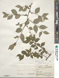 Ilex ambigua image