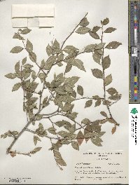 Ilex ambigua image