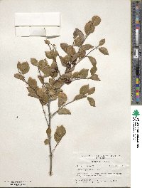 Ilex ambigua image