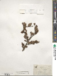 Ilex ambigua image