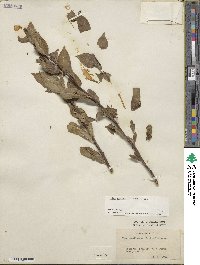 Ilex ambigua image