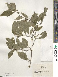 Ilex ambigua image