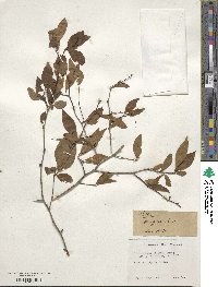 Ilex ambigua image