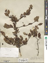 Ilex ambigua image