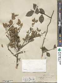 Ilex ambigua image