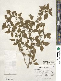 Ilex ambigua image