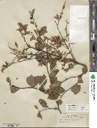 Ilex ambigua image