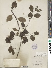 Ilex ambigua image