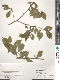 Ilex ambigua image