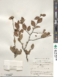 Ilex ambigua image