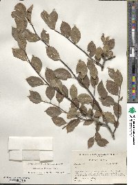 Ilex ambigua image