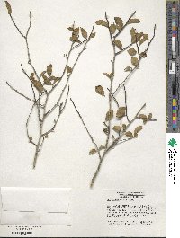 Ilex ambigua image